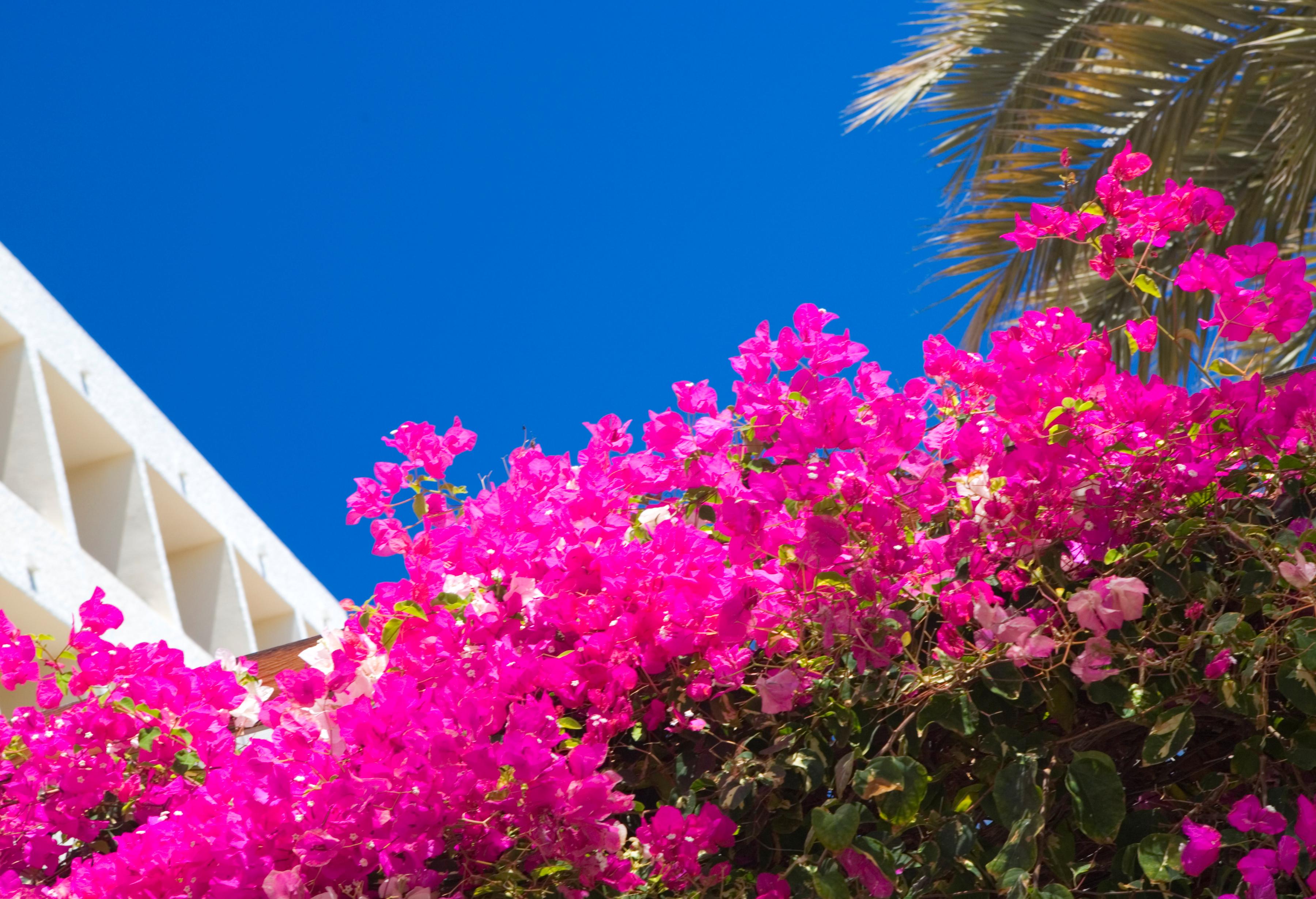 Puerto del Carmen Photo : 7 sur 7