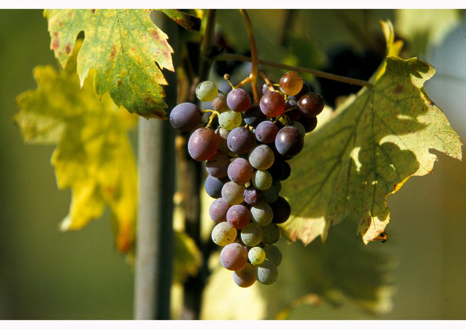 Loire Photo : 1 sur 1