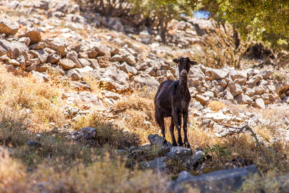 Ierapetra – Koutsounari Photo : 3 sur 4