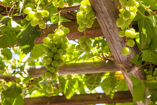 Photo de Koutsounari