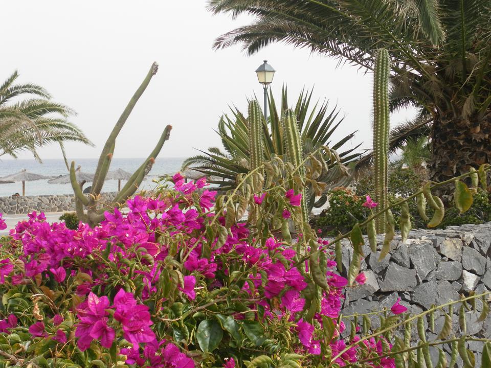 Caleta de Fuste Photo : 5 sur 14