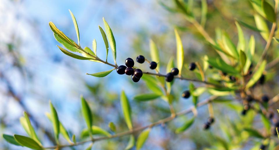 Moraitika Photo : 6 sur 6