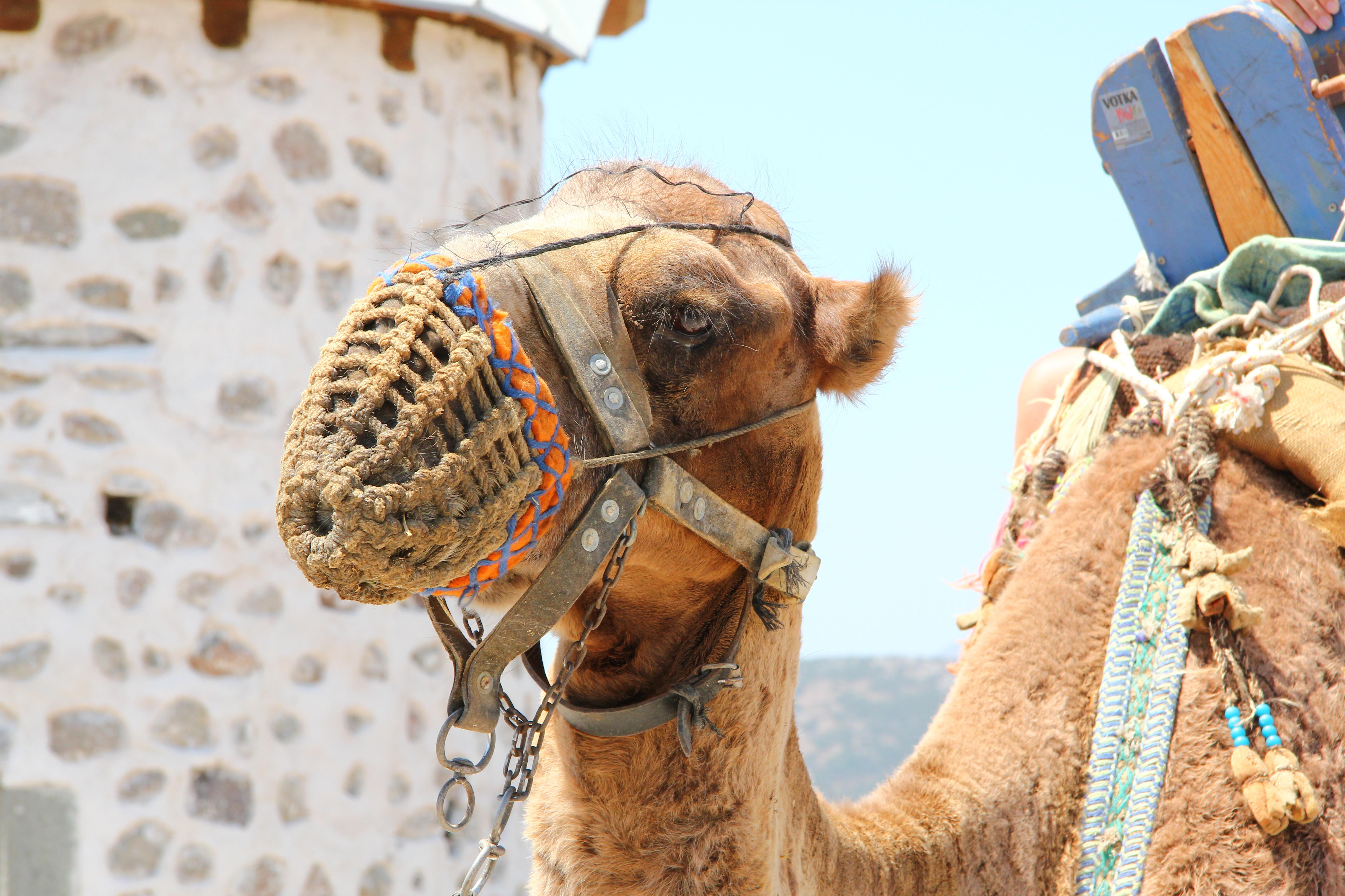 Bodrum-Gümbet Photo : 7 sur 7