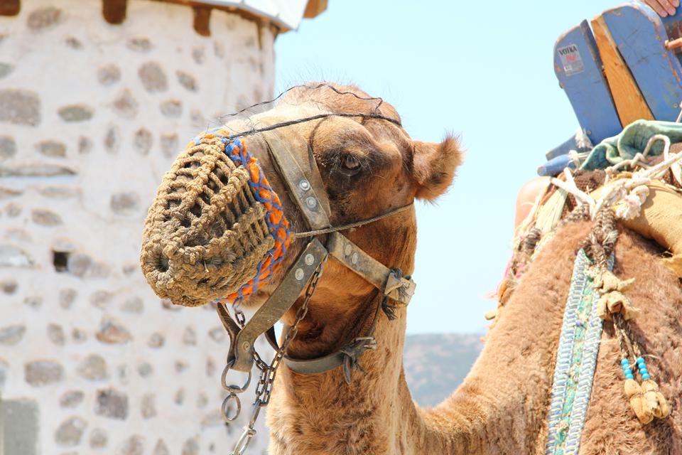 Bodrum-Gümbet Photo : 7 sur 7