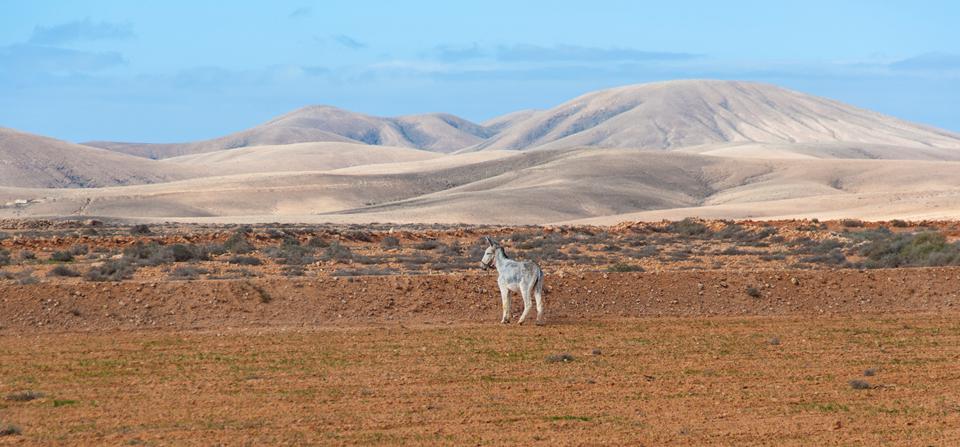 Fuerteventura Photo : 7 sur 25