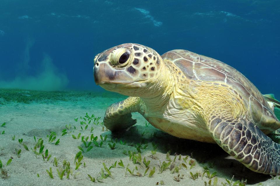 Marsa Alam Photo : 4 sur 5
