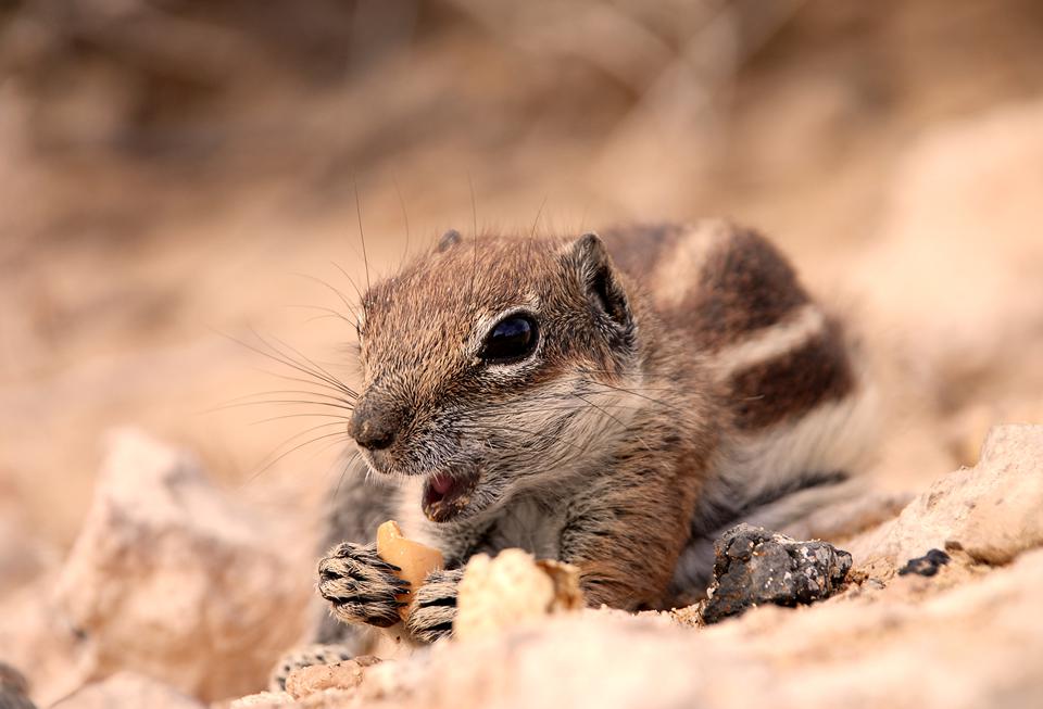 Fuerteventura Photo : 23 sur 25