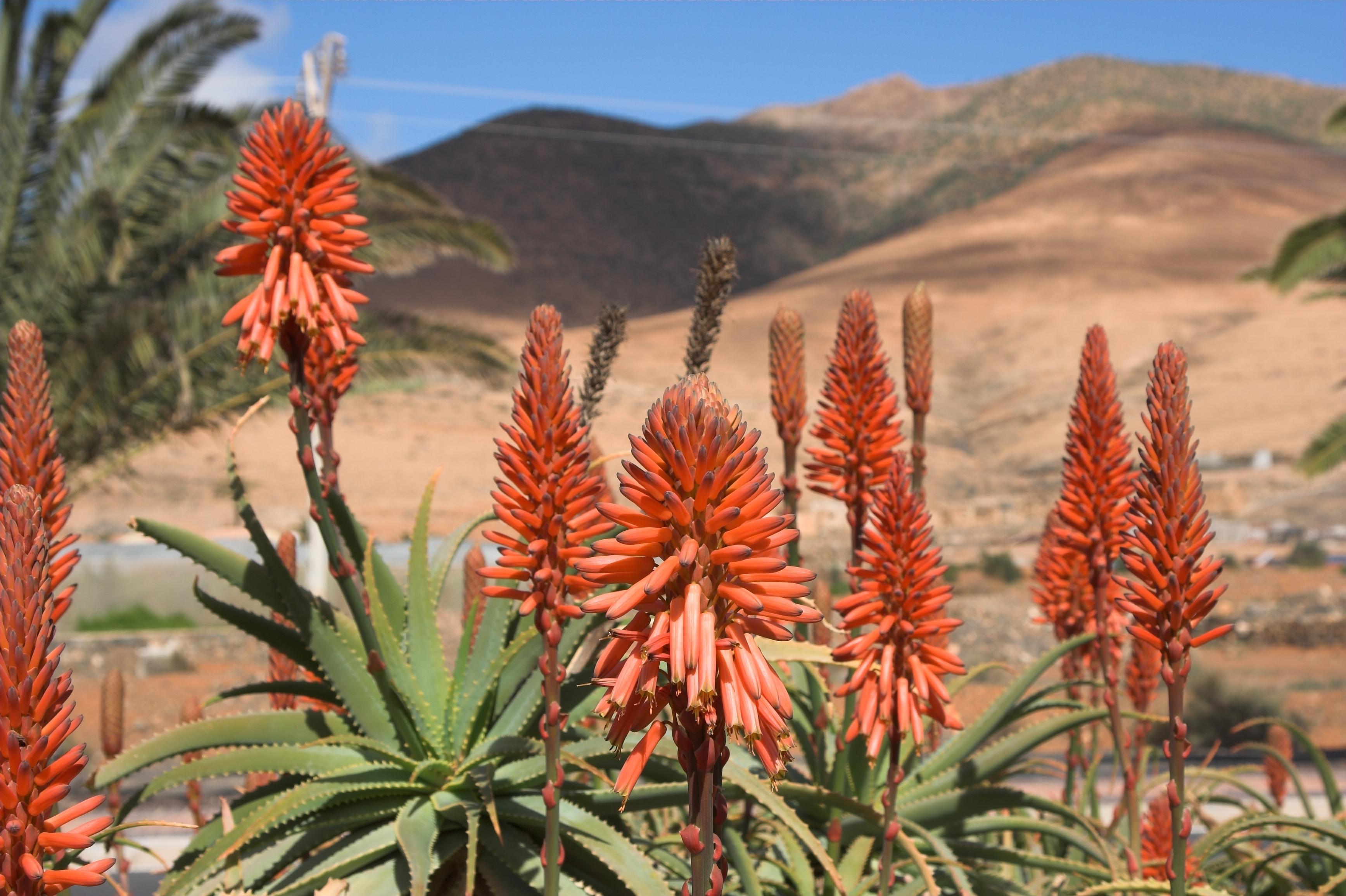 Fuerteventura Photo : 19 sur 25
