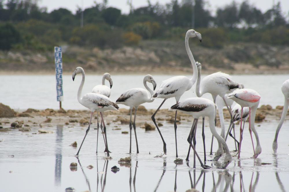 Larnaca Photo : 7 sur 7