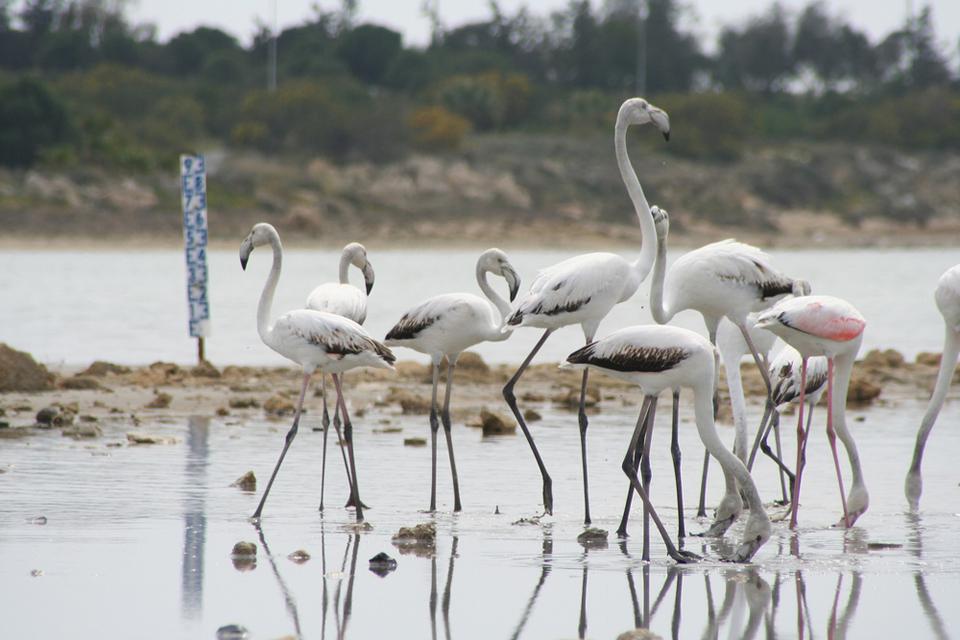 Larnaca Photo : 7 sur 7