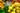 Riviera des fleurs Photo : 5 sur 5