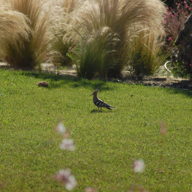 Quinta do Algarvio Village photo 22