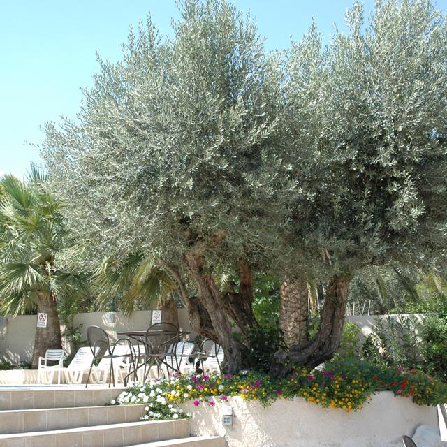 Hôtel Myrto photo 6