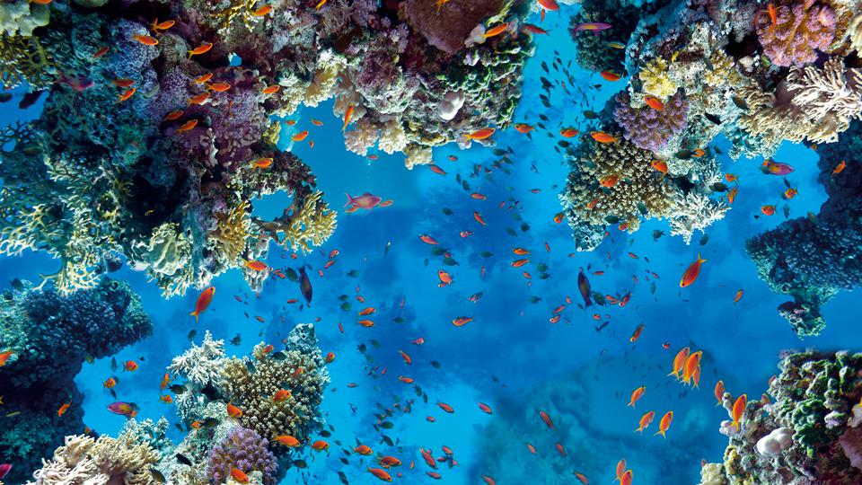 Sahl Hasheesh Photo : 3 sur 3