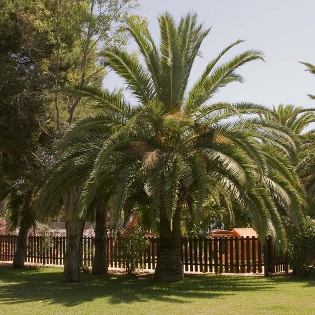 Mallorca Cecilia by Pierre & Vacances photo 9