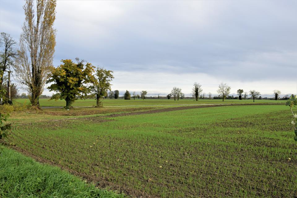 Rosolina Mare Photo : 1 sur 1