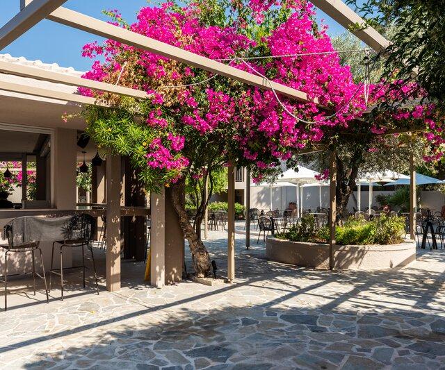 White Olive Premium Lindos photo 3