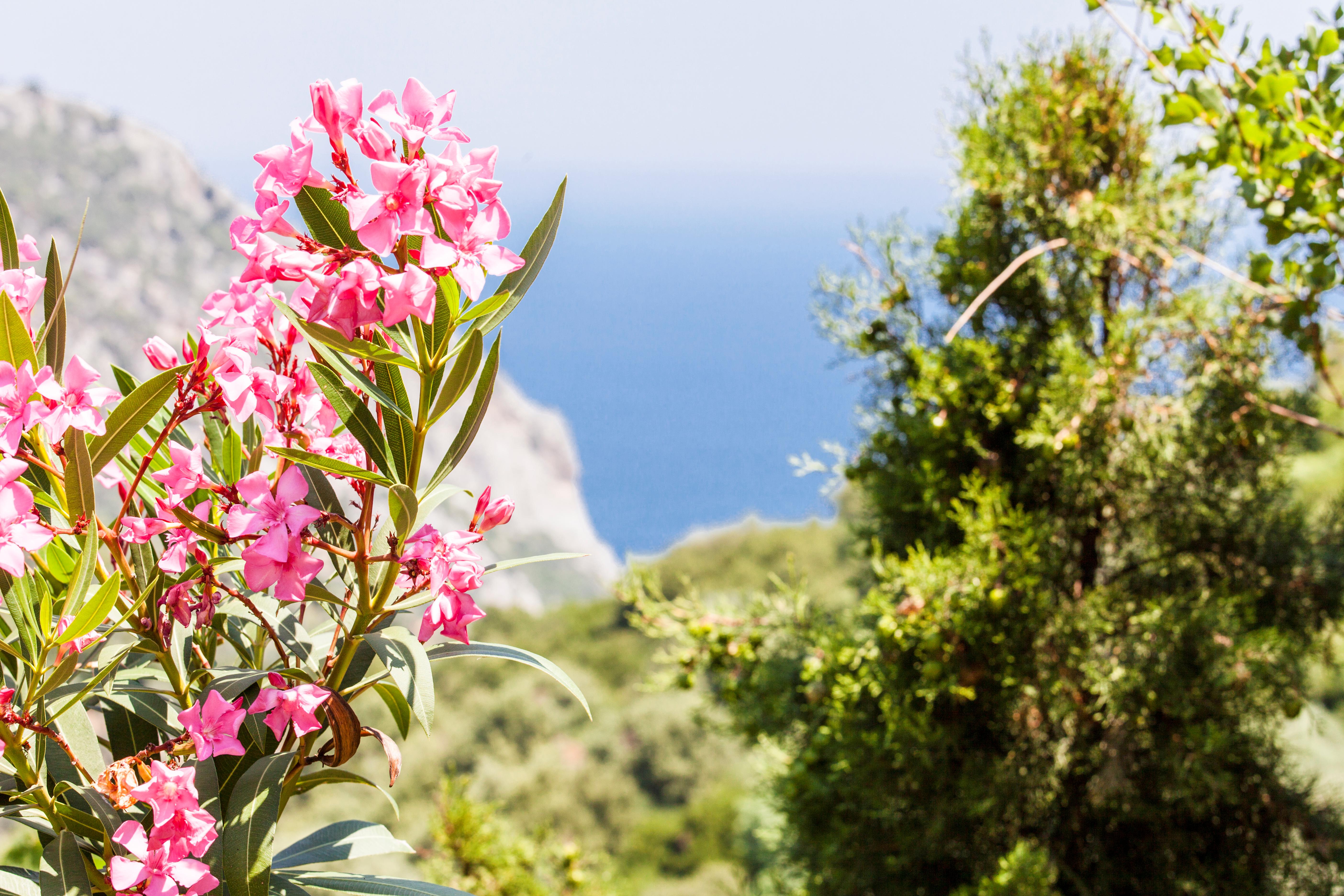 Vassilias Photo : 3 sur 5